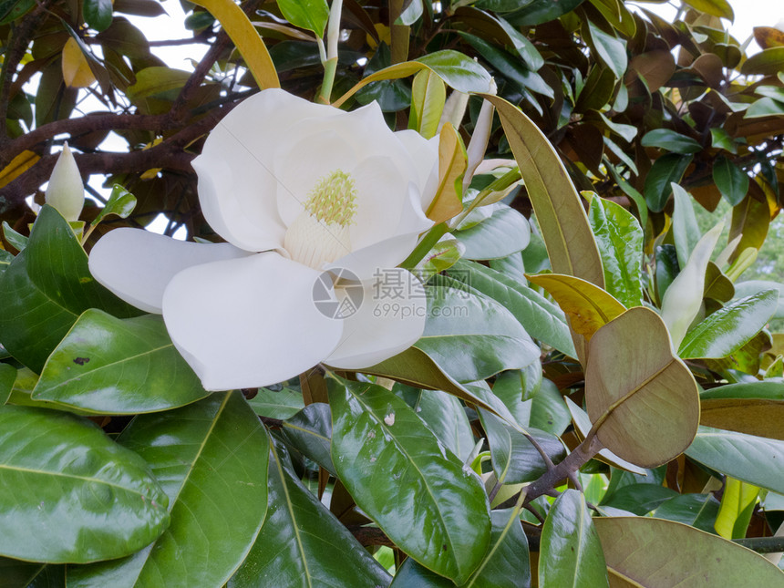 马格诺利亚花的白花树叶叶子植物热情植物群花园婚姻花粉美丽季节卷曲图片