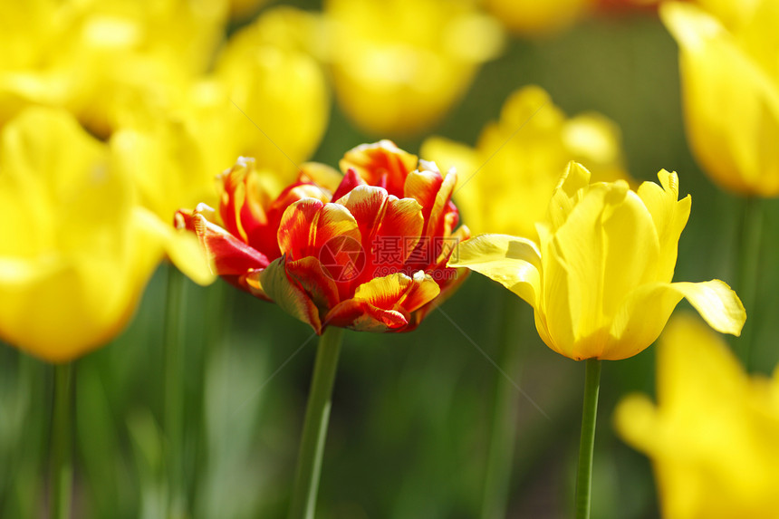 色彩多彩的郁金花植物绿色花园白色红色黄色公园图片