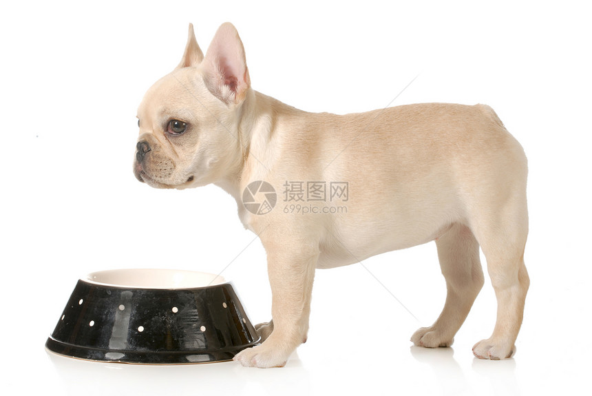 狗狗晚餐时间食物犬类宠物盘子小狗毛皮学习小吃白色营养图片