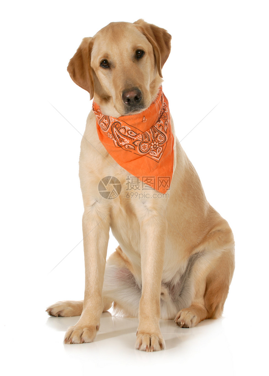 可爱狗宠物工作室金子家畜犬类橙子金发警报主题手帕图片