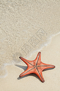 海星在海滩上海浪星星假期天堂热带海岸海星居住生物海洋背景图片