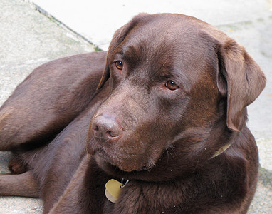 巧克力拉布拉多哺乳动物动物眼睛犬类男性棕色毛皮宠物背景图片