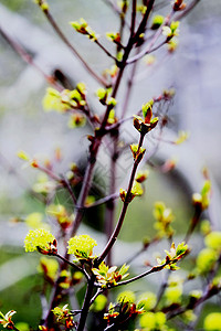 青叶 鲜花 春天花瓣叶子植物群树叶植物绿色时间天气花朵背景图片
