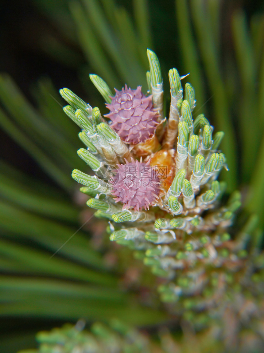 紫花在松树中开花季节性花粉植物宏观绿色锥体针叶树种子花园云杉图片