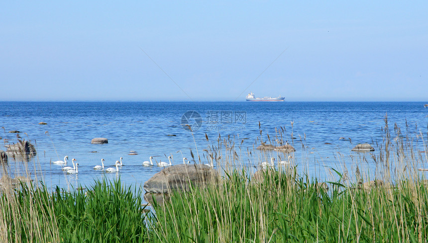 海礁动物天鹅石头蓝色海景野生动物天空支撑海岸血管图片