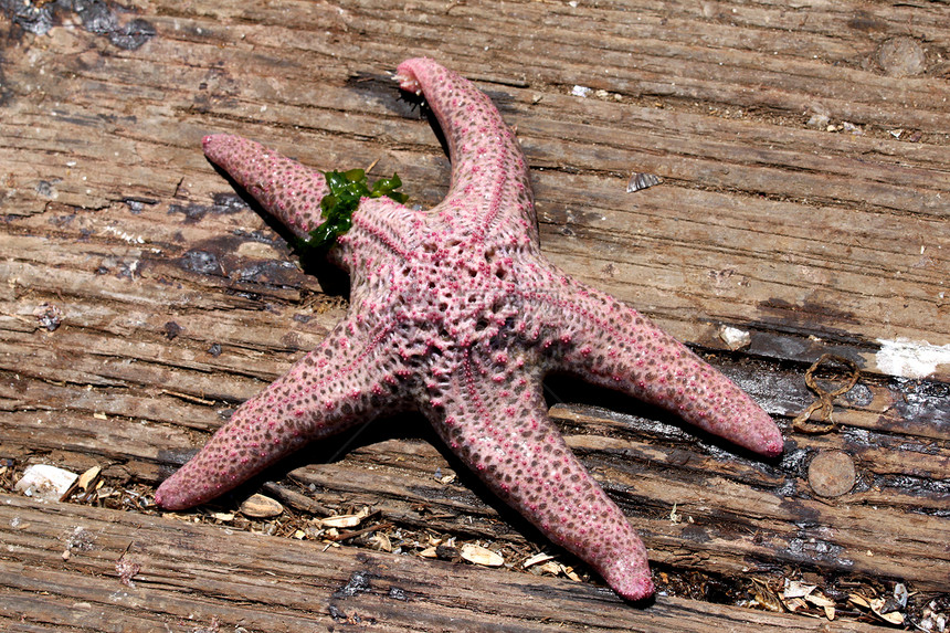 海星红色星星橙子海洋野生动物假期热带贝壳海豹生活图片