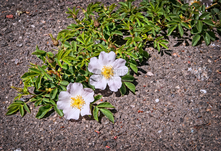 在旧沥青路面的裂缝上种植美丽的花朵图片
