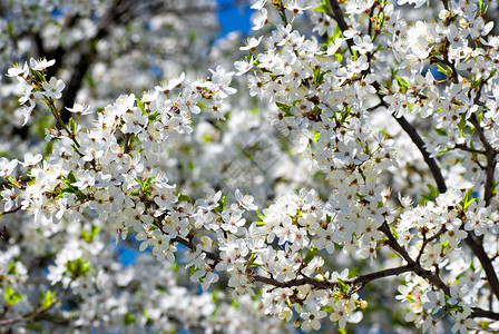 春花 一棵开花的苹果树在花园背景上的枝子公园植物果园花瓣天空晴天季节花园投标樱花芽高清图片素材