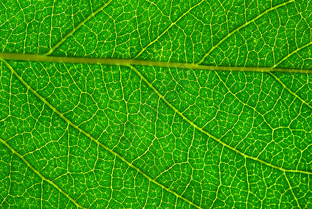 叶子植物线条生长光合作用植物群绿色脉络宏观环境生活背景图片