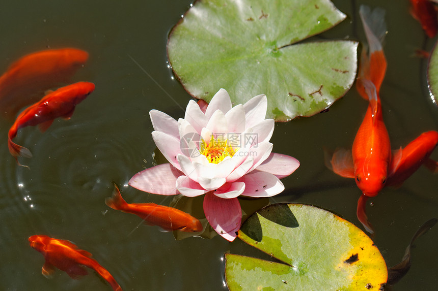 粉红水百合花朵植物水池叶子玫瑰植物学睡莲花园金鱼季节图片