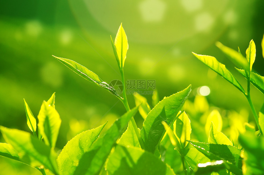 茶叶请假高地农田农场耀斑阳光场地蔬菜生长财产树叶图片