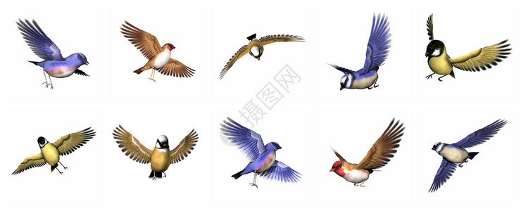 红额金翅雀一组雀鸟 - 3D背景