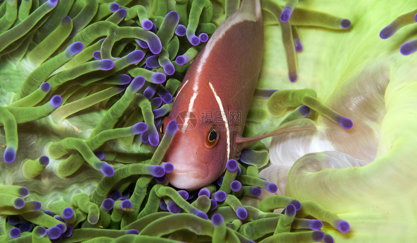 绿安葵中的粉红色阿内梅尼鱼图片