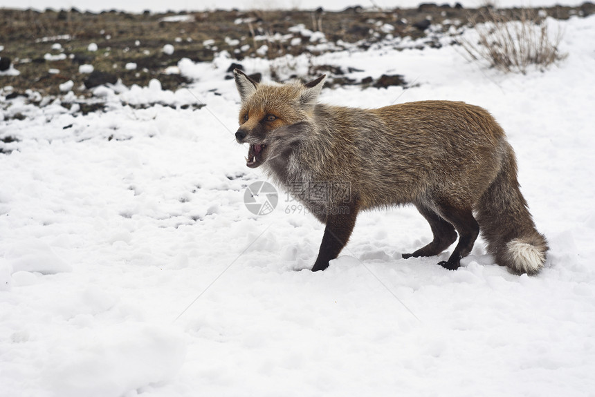 雪中红狐狸犬类哺乳动物野生动物警报红狐天气沙丘捕食者猎人手表图片