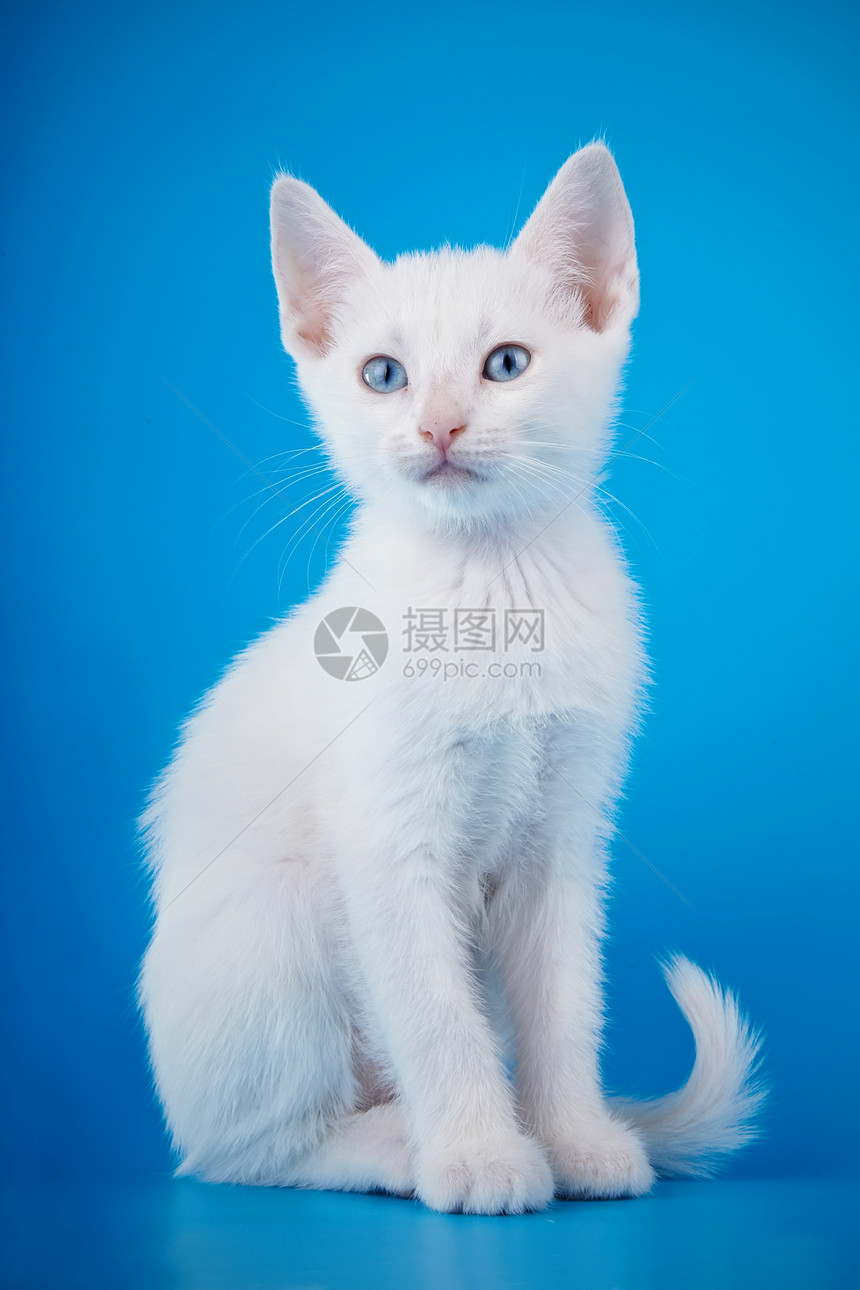 蓝眼睛的白小猫坐在蓝色背景上图片