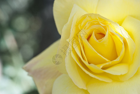 黄玫瑰晴天射线荆棘花日光叶子蓝天阳光图案玫瑰植物背景图片