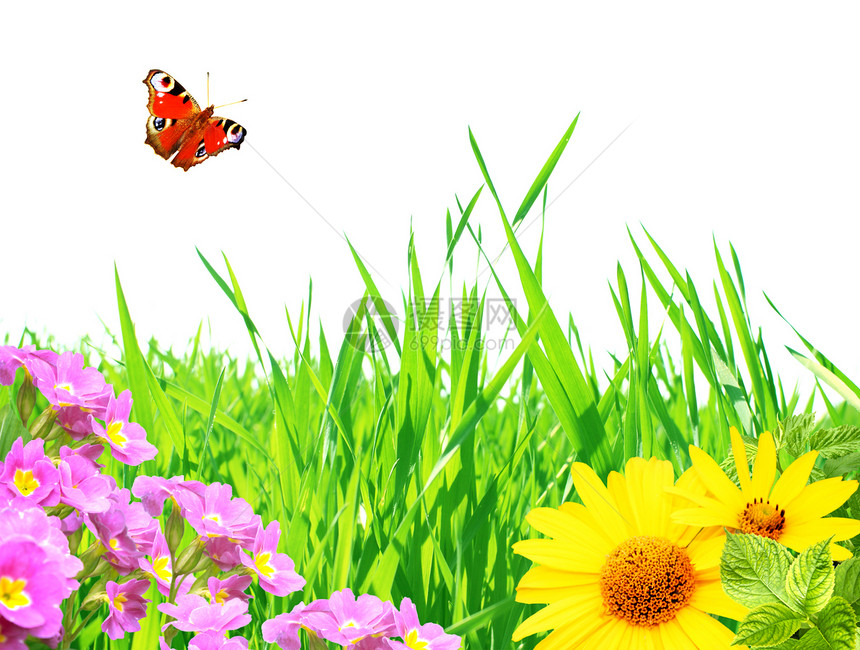夏季框架想像力环境白色植物绿色生活昆虫叶子孔雀幼苗图片