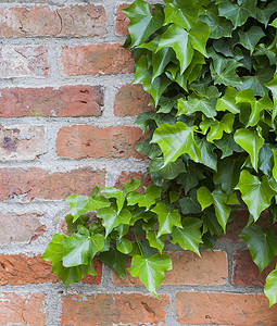 墙上的常春藤绿色生长叶子植物背景图片