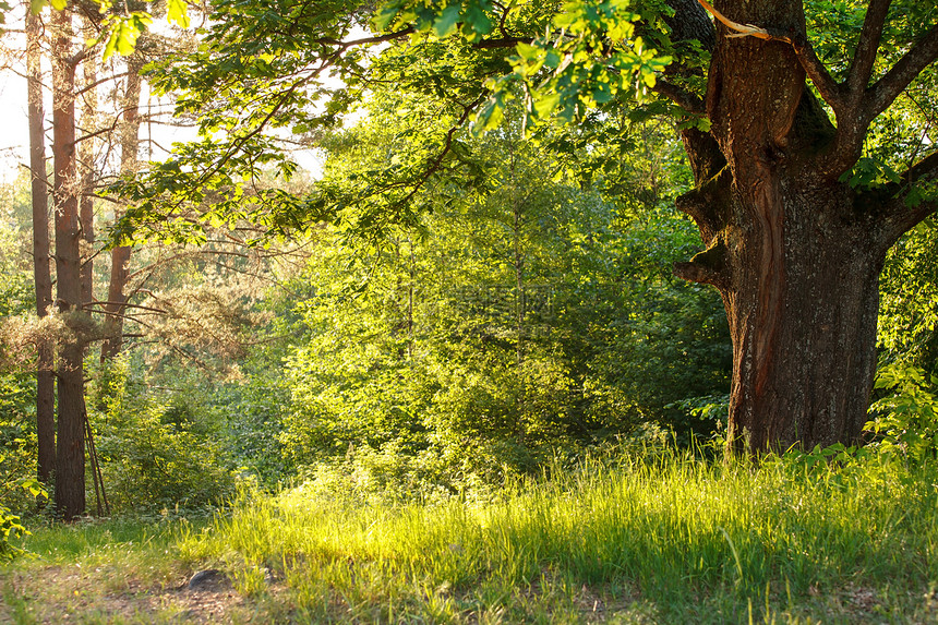 夏林太阳日落光束森林公园金子射线神话辉光树林图片