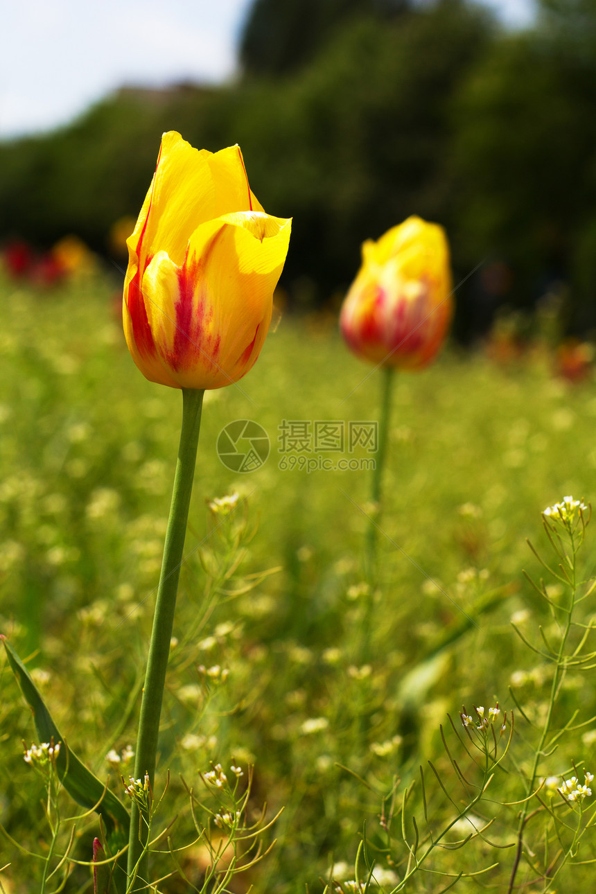 公园中的黄色和粉红色郁金香花瓣植物群植物绿色叶子粉色图片