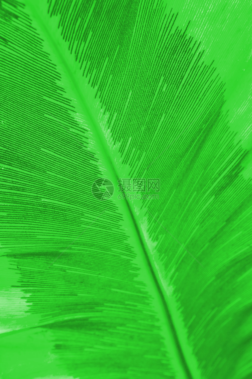 棕榈叶背景美丽活力阳光墙纸植物花园生长环境热带森林图片