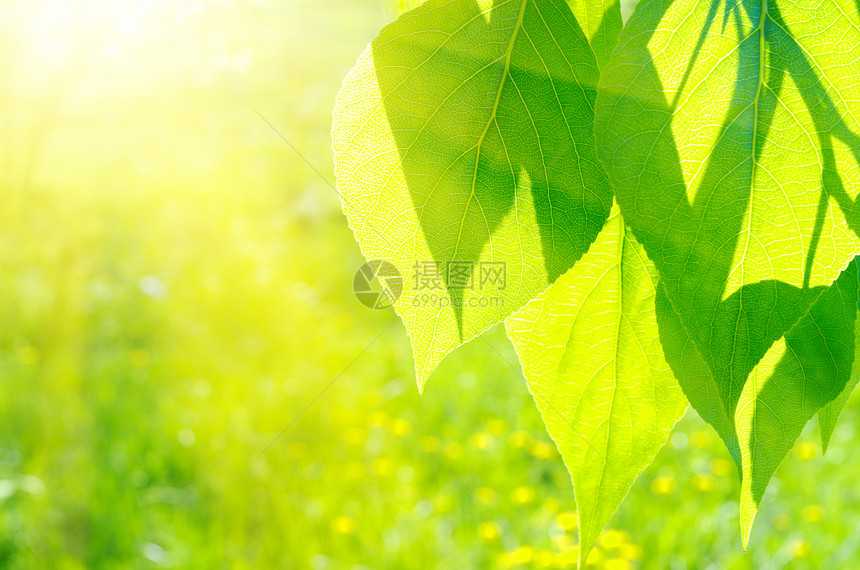 花层背景的花粉叶叶阳光环境公园森林横梁生长树木太阳光线叶子枝条图片