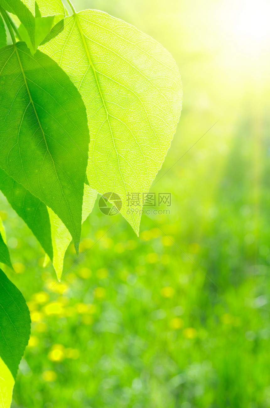 太阳照在花粉叶上阳光横梁叶子植物森林射线生活枝条公园生长图片