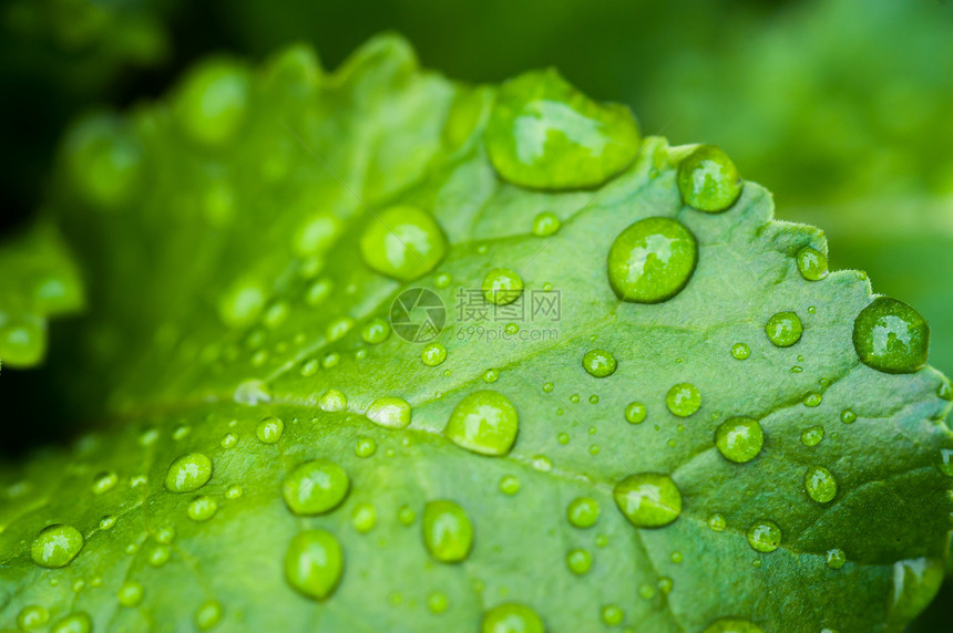 雨水滴滴子叶子生活花园宏观雨滴植物学环境植物群水滴森林图片