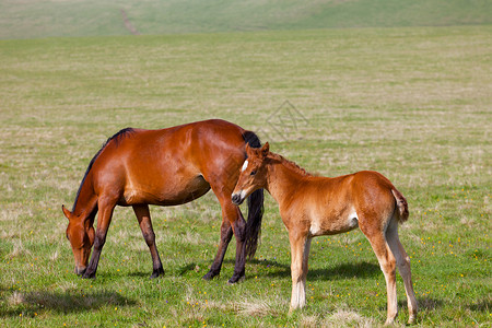 阿拉伯母马山地的草原上 有马匹和马鞭背景