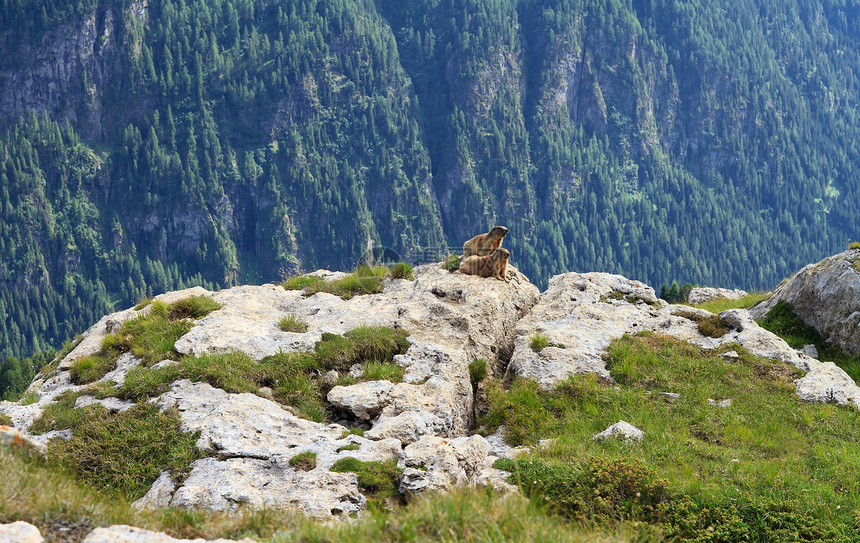 石浆动物环境太阳夫妻国家野生动物公园高山石头毛皮图片