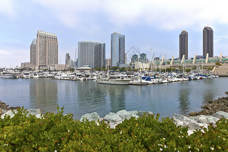 城市植被圣迭戈码头和市中心大楼摩天大楼城市中心帆船建筑学旅行植被旅游树木大都会背景