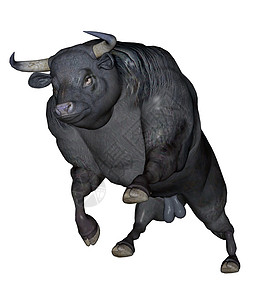 侵略性公牛哺乳动物斗牛传统驾驶荒野黑色牧场收费奶牛尾巴农业高清图片素材
