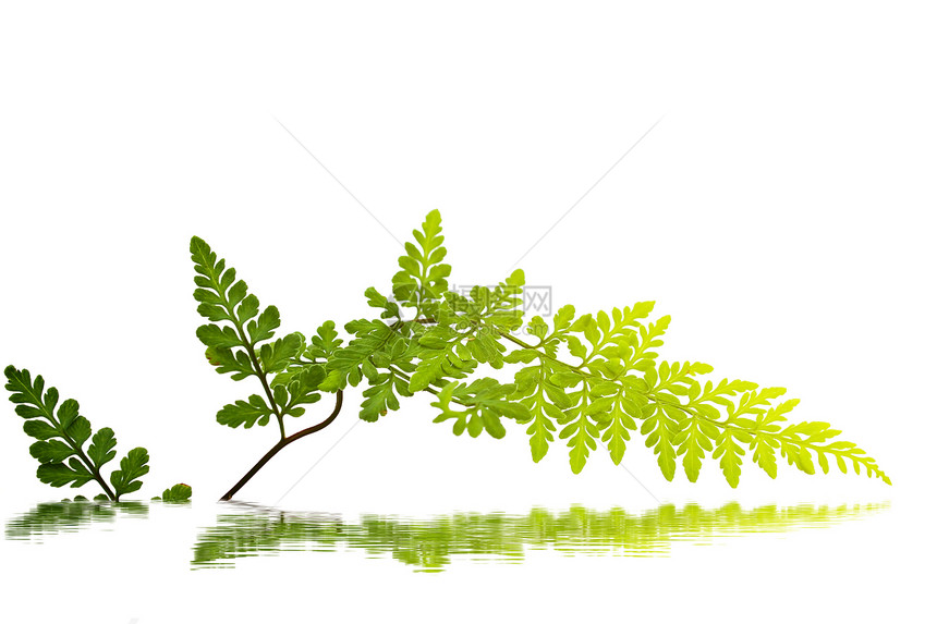 白色背景上孤立的绿叶植物植物学绿色植物群宏观蕨类图片