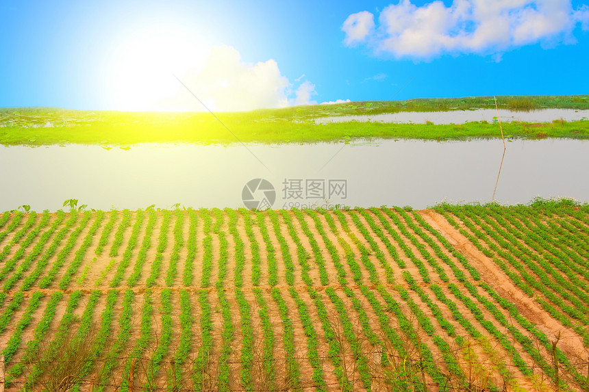 蓝色天空下的绿地草地植物远景场地天气全景场景爬坡阳光季节图片