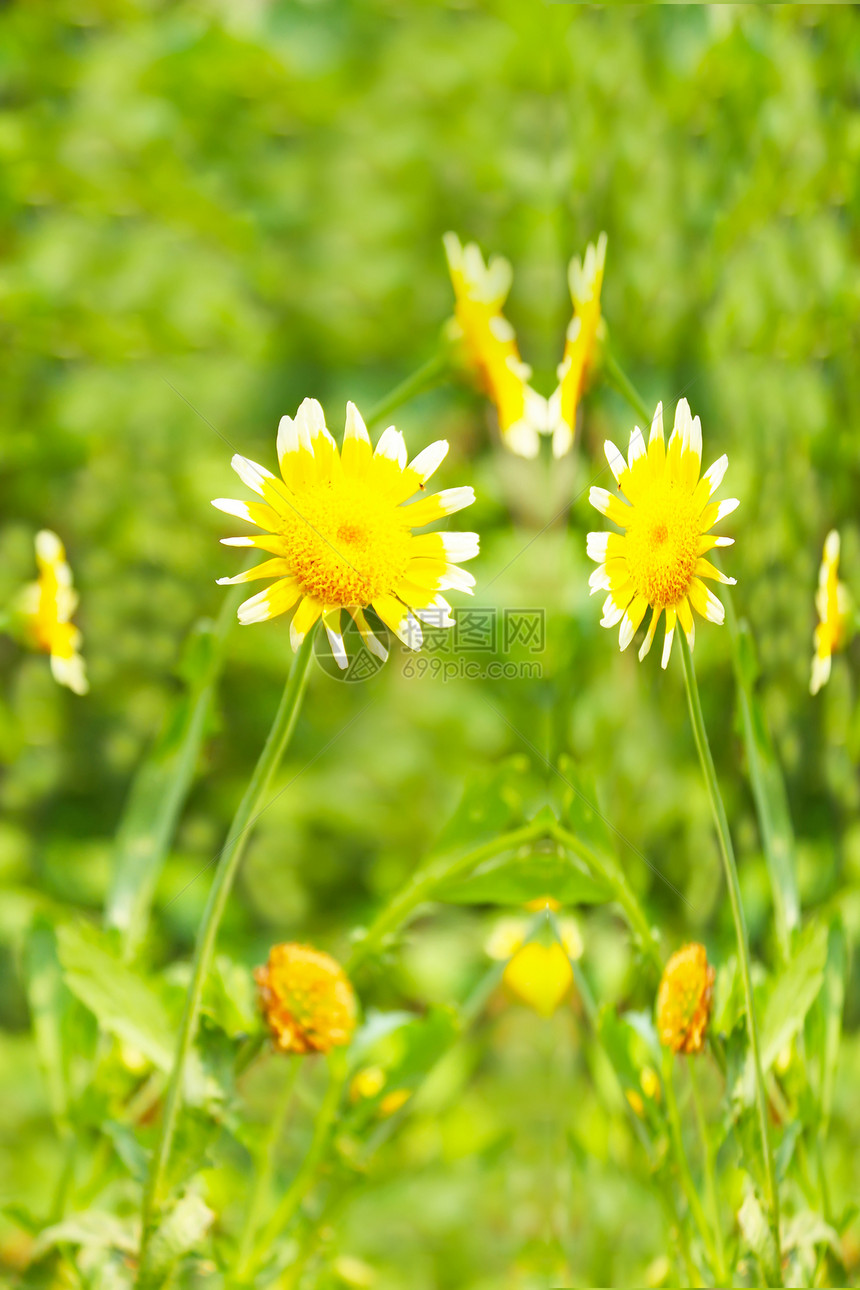 田中美丽的黄花环境花园雏菊花粉太阳植物草地场地生长辉光图片