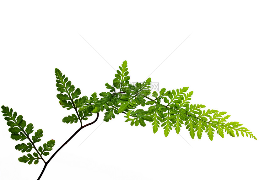 白色背景上孤立的绿叶植物绿色植物学宏观蕨类植物群图片