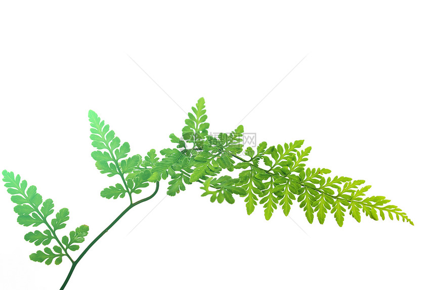 白色背景上孤立的绿叶宏观蕨类植物植物学植物群绿色图片