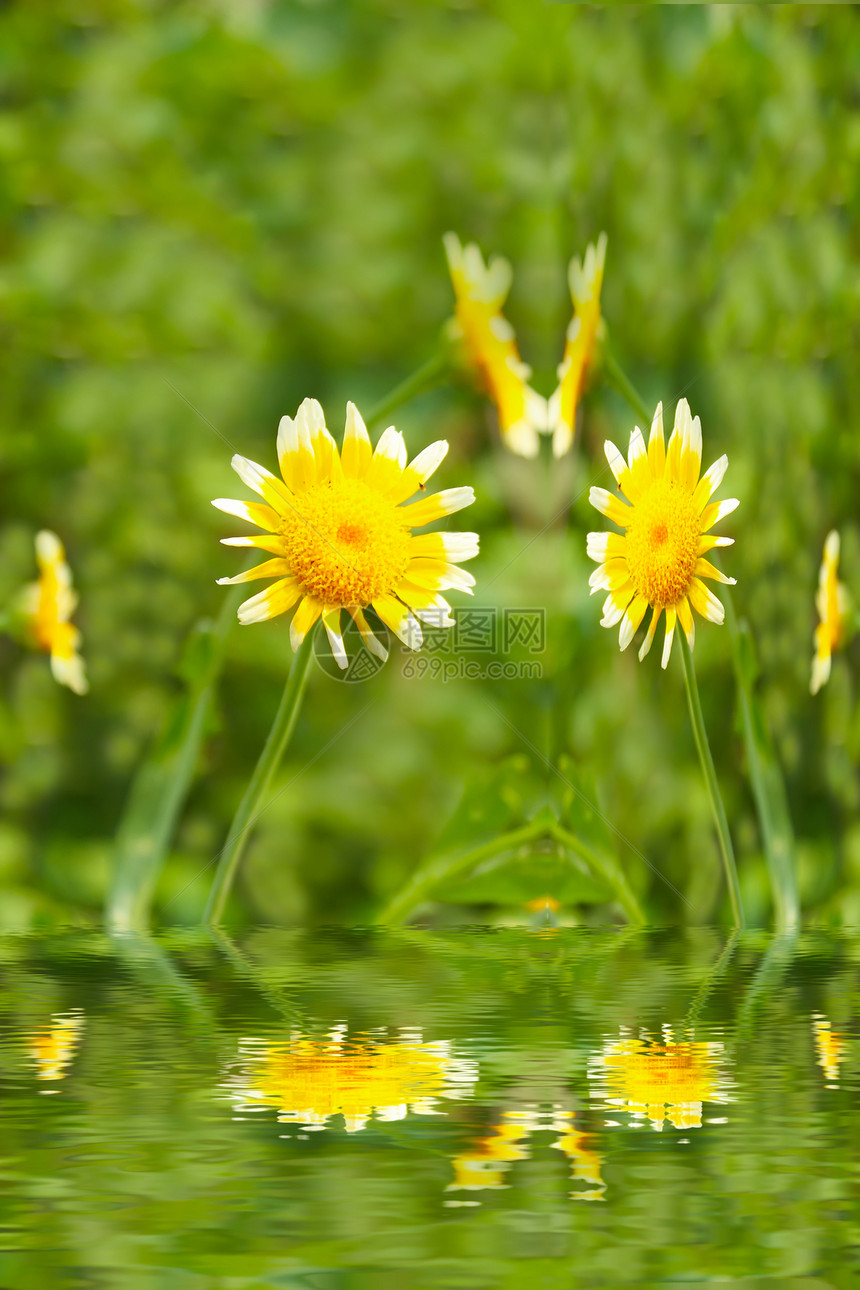 田中美丽的黄花植物场地药品太阳辉光花粉香味花瓣草地生长图片