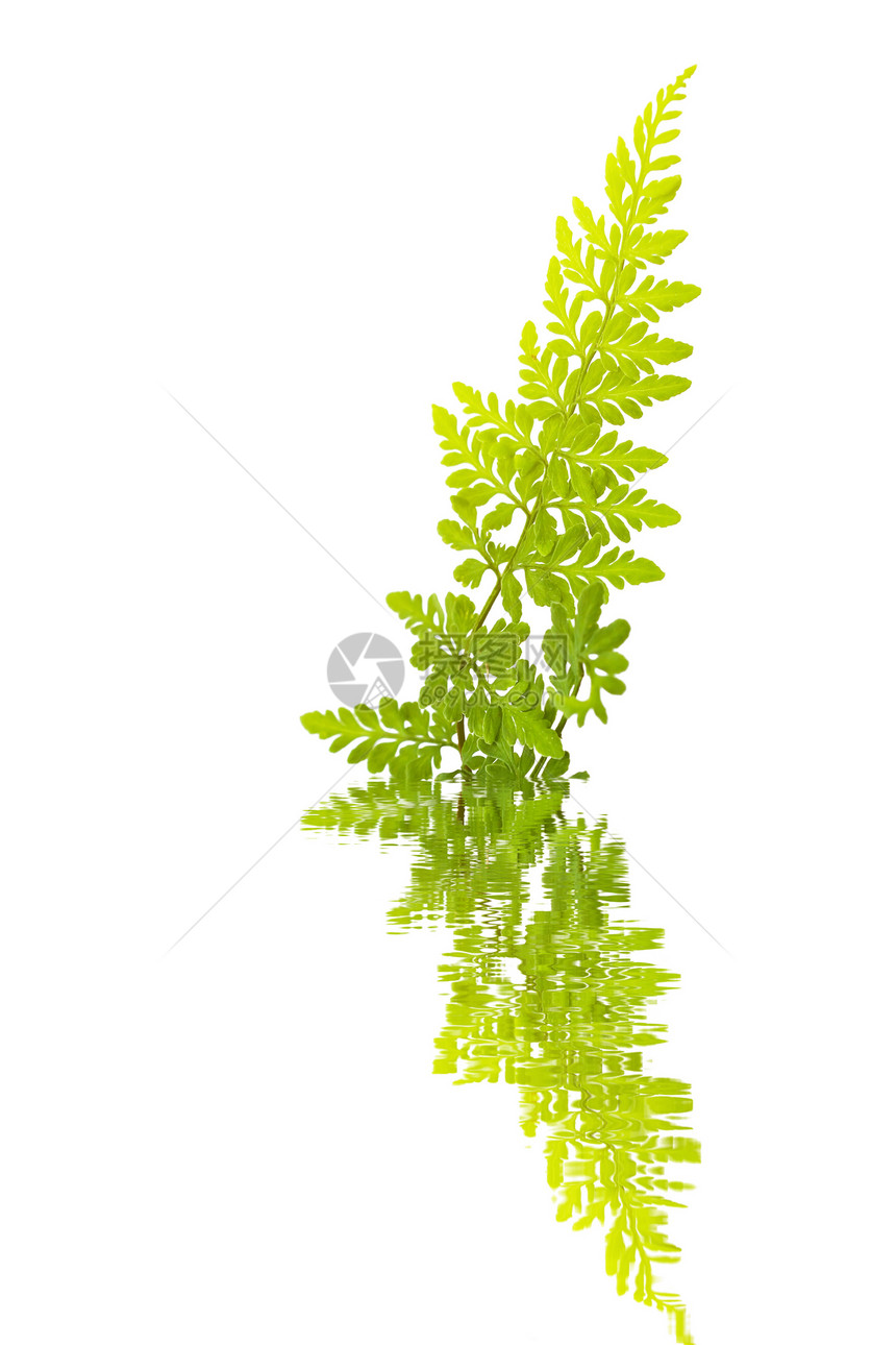 白色背景上孤立的绿叶宏观植物学植物植物群蕨类绿色图片