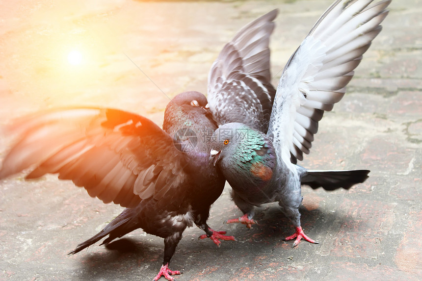 两只鸽子 一对鸽子动物运动行动绿色生活竞赛对抗翅膀快乐图片