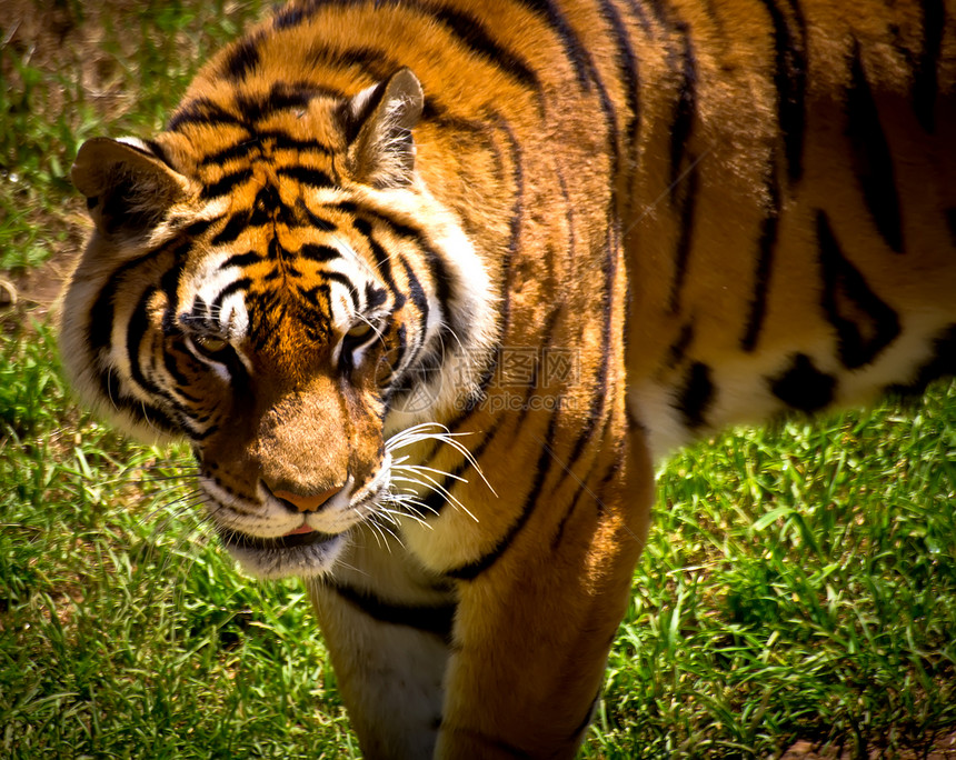 老虎野生动物捕食者动物园毛皮哺乳动物猫科丛林条纹橙子动物图片