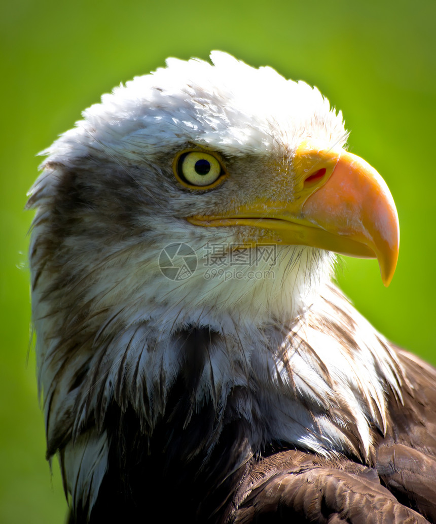 秃鹰猎人鸢尾花国家眼睛白头鹰动物富豪羽毛捕食者野生动物图片