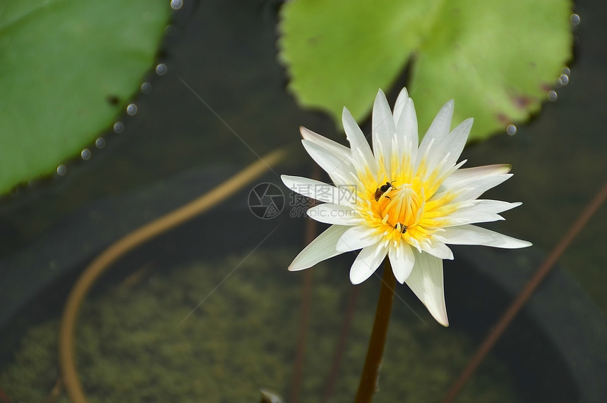 池塘中的白莲紫色反射环境植物学植物群百合情调叶子蓝色花瓣图片