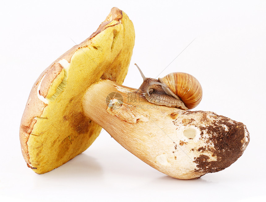 斯奈勒和蘑菇猎物常委动物食物螺旋烹饪运气森林饮食昆虫图片
