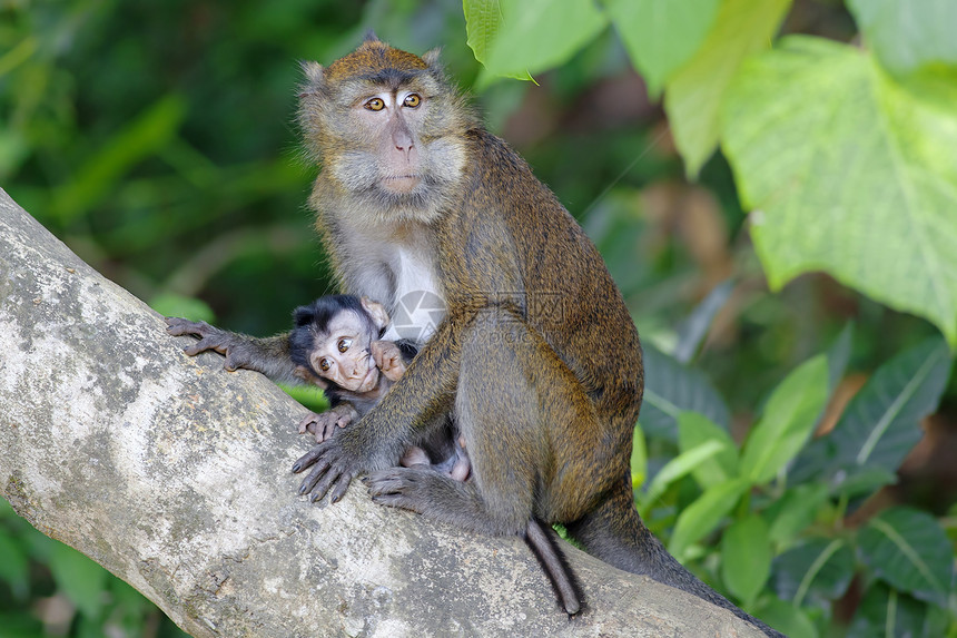 Macaque 猴子少年家庭绿色丛林孩子猕猴母亲动物荒野婴儿图片