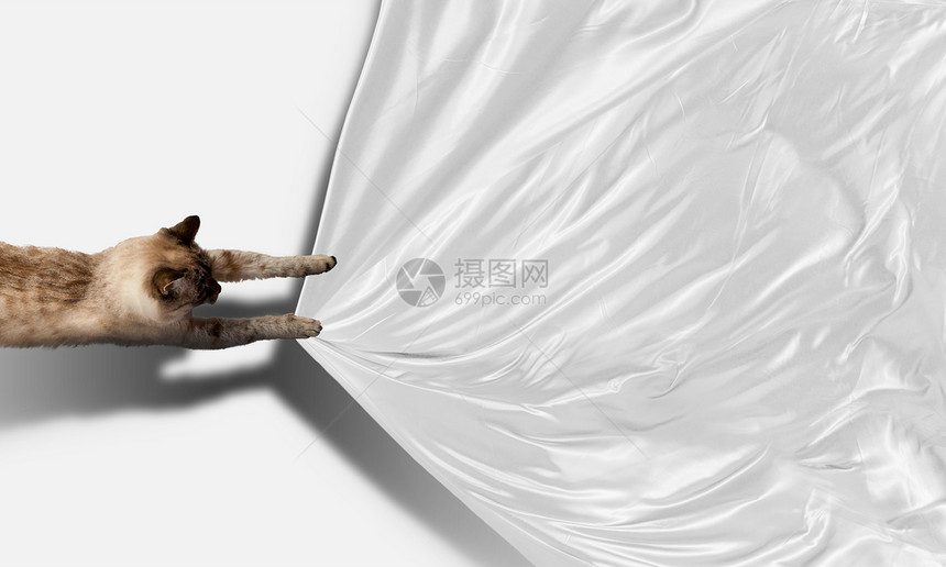 西亚马猫床单尾巴内涵爪子捕食者小猫连体动物展示荒野图片