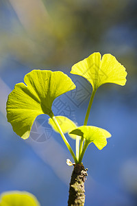 银杏树与绿色植物Ginkgo 比洛巴银杏树叶子花园蓝色植物群花艺宏观植物树叶绿色背景