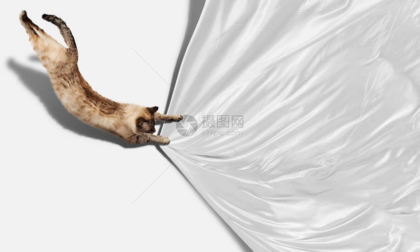 西亚马猫尾巴独奏身体床单宠物小猫捕食者内涵展示爪子图片