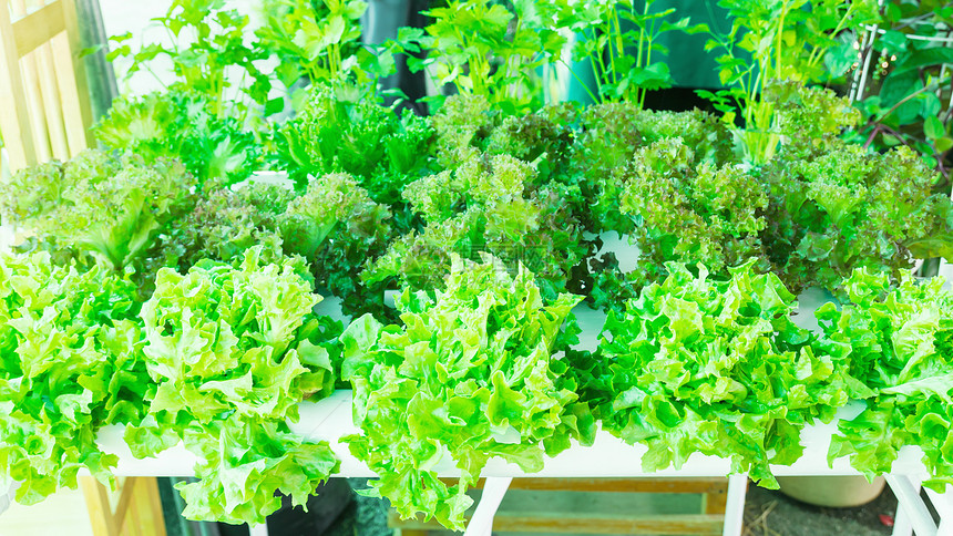 温室生菜文化卫生塑料水培栽培市场营养保健环境叶子图片