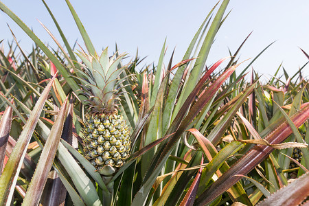 菠萝种植饮食养分种植园美食小吃水果热带植物农场营养果汁高清图片素材